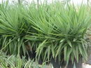 Yucca Elephantipes